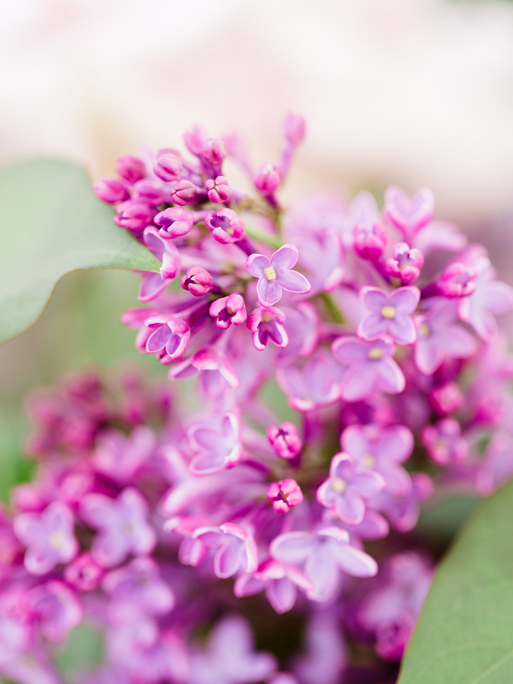 Lilac | The Day's Design | Ashley Slater Photography