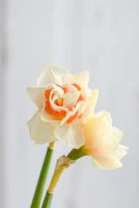 yellow daffodil spring flowers
