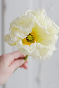 spring icelandic poppy flowers