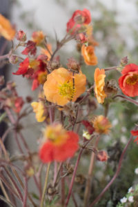 Red Geum Mango