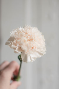 Champagne Brut Carnations