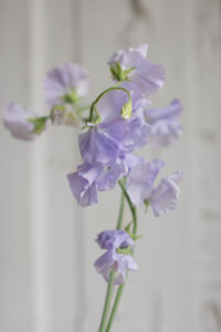 lavender sweet peas