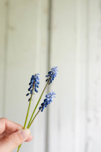 muscari flowers