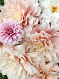 Growing Dahlias | The Day's Design | Harbor Springs florist